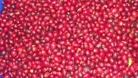 Coffee roasters and importers visited the best colombian coffee plantations. Colombian Coffee - Blue Brands Colombia