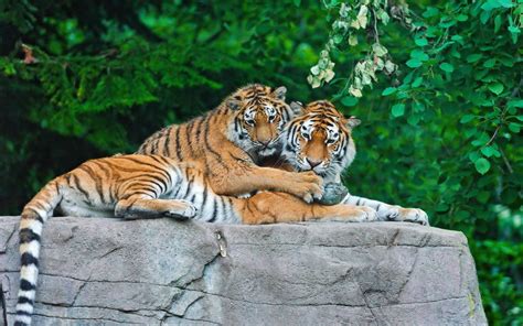 Papel De Parede Animais Tigre Animais Selvagens Gatos Grandes