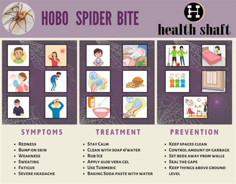 Facts About Hobo Spider Bite Pictures Symptoms Stages Treatment