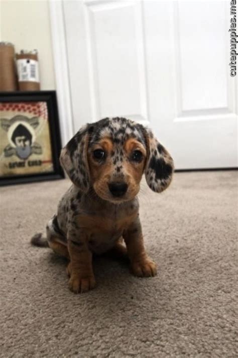 160 Best Images About Dapple Dachshunds On Pinterest Pet Photography