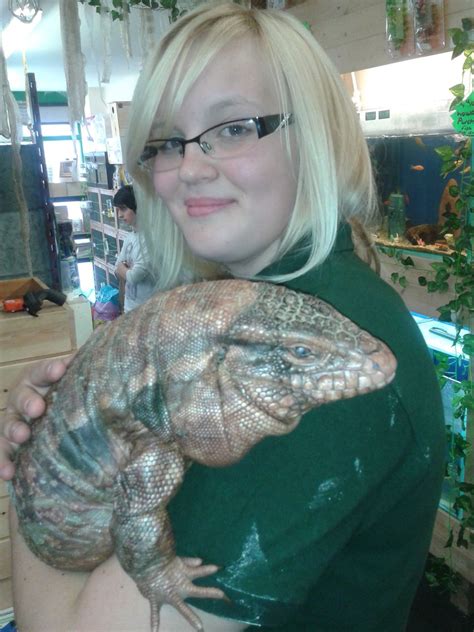 Shop captive bred exotic lizards for sale. Red Tegu For Sale | Worksop, Nottinghamshire | Pets4Homes