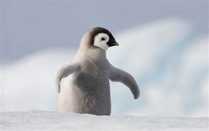Penguin 4k Desktop Wallpapers Antarctica Wallpaperaccess Backgrounds
