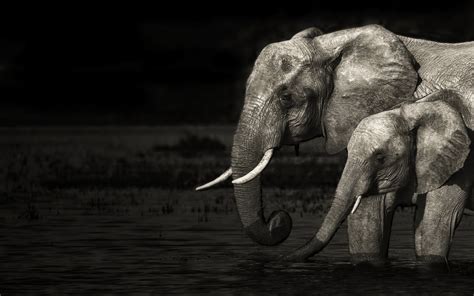 Elephant Desktop Wallpaper 78 Pictures