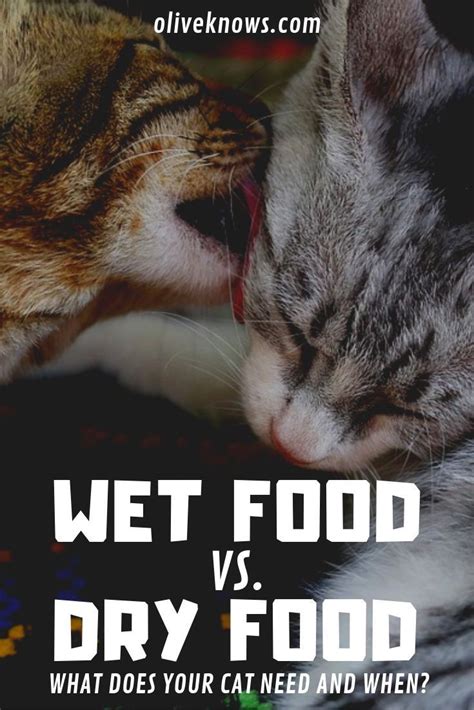 Research on whether dry food improves cats' dental health is inconclusive. Wet Food vs Dry Food | Cats, Cat insurance, Best cat food