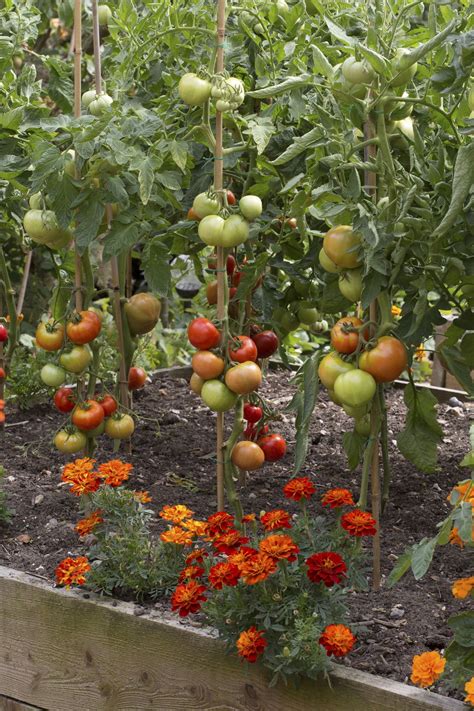 When To Plant Tomatoes Including Tips On How And Where To Plant Them