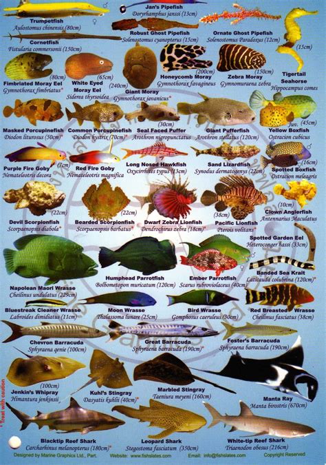 List Of Marine Aquarium Fish Species Wikipedia