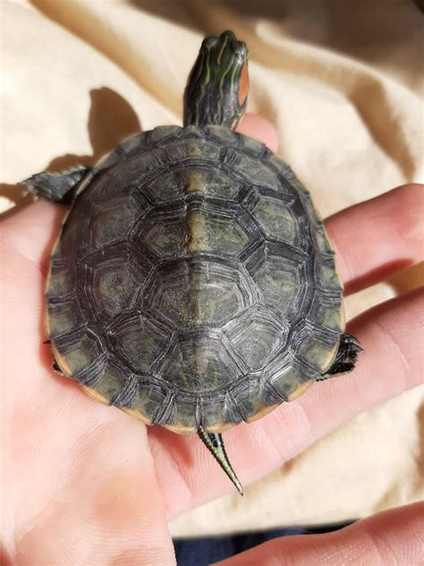 Possible Slider Turtle Shell Rot Reptiles And Amphibians Aquarium World
