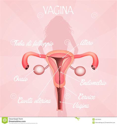 Vagina Stock De Ilustraci N Ilustraci N De Menas Reproductivo
