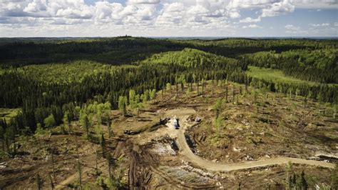 Canada Is Failing To Track The True Climate Cost Of Clearcut Logging In