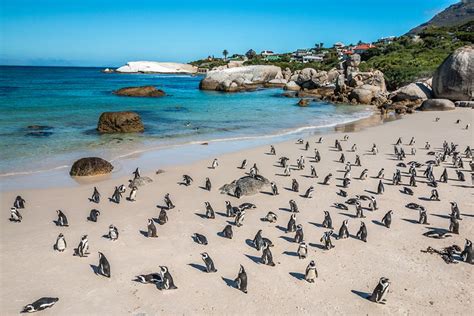 12 Top Rated Tourist Attractions In The Western Cape Planetware