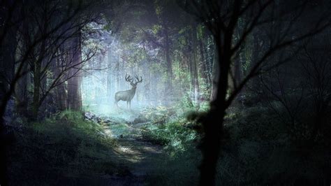 Deer Forest Trees Hd Wallpapers Wallpaper Cave