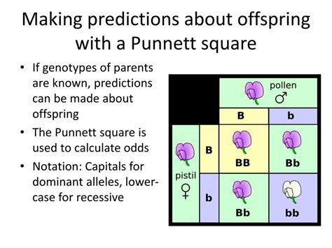 What Is A Punnett Square And Why Is It Useful In Genetics Punnett Square Definition Types And