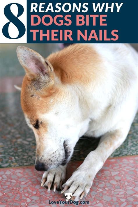 Why Do Dogs Bite Their Paws And Nails