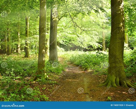 Lonely Footpath Through Woods Stock Photo Image Of Nature Plant