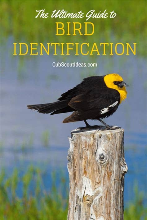 Ultimate Guide to Bird Identification for Cub Scouts | Cub ...