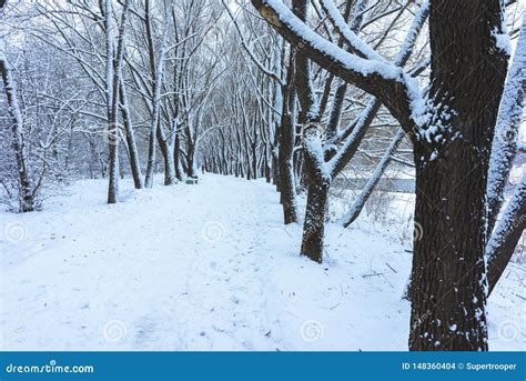 Winter Park In Snow Stock Photo Image Of Background 148360404
