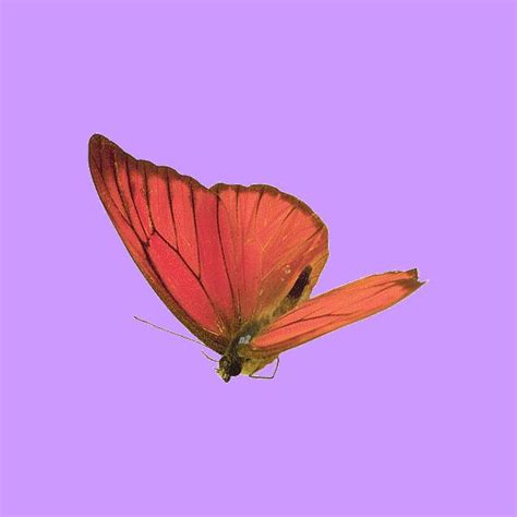Гифки Бабочки на прозрачном фоне красивые прикольные скачать бесплатно