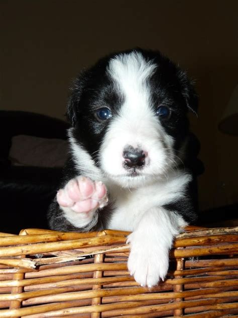 Download the perfect border collie puppy pictures. 12 Signs You Are A Crazy Border Collie Person