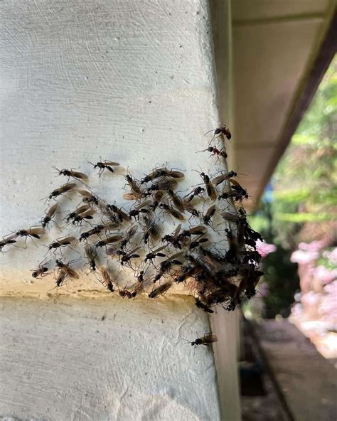 Do Flying Ants Bite Home Remedies And What To Do