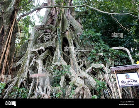 Giant Banyan Tree Temple Near Munduk Bali Indonesia Stock Photo Alamy