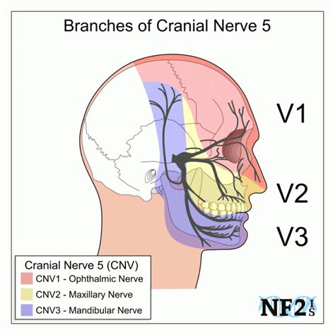 Dermatome Anatomy Wikipedia Dermatomes Chart And Map The Best Porn