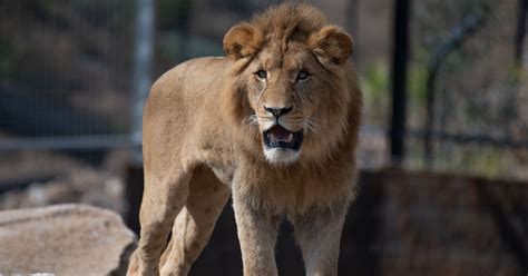 The First Animals Have Arrived at Sydney Zoo, the City’s First Major