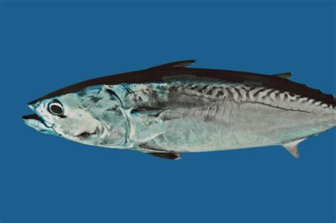 Mackerel Frigate South Atlantic Fishery Management Council