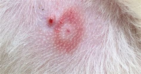 Tick Bite On A Dog The Animal Nerd