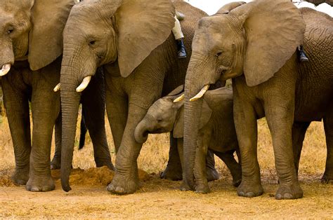 Baby Elephants African Elephant Herd Camp Jabulani Kapama Private