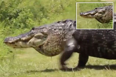 Biggest Alligator Ever Seen Filmed Casually Strolling Across Trail