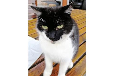 My cat is tiny, the friendliest little thing ever. Find a cat near you | Adopt a cat | Cats Protection | Cat ...