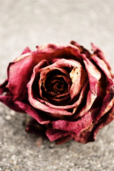 Dead Rose By Bleeding Roses On Deviantart
