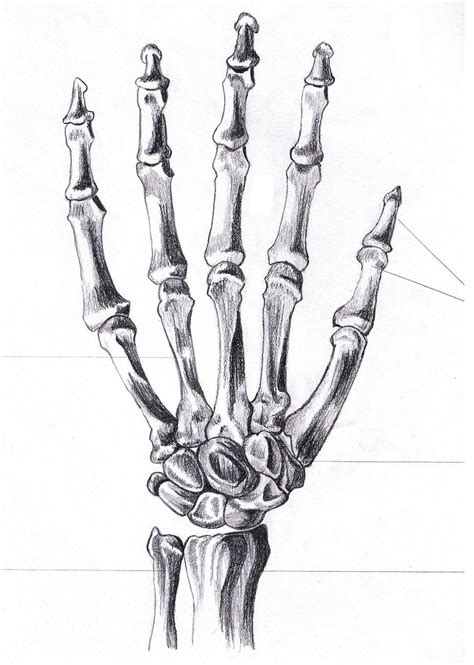 Esqueleto Da Mão Esqueleto Da Mão Osso Mão Desenhos De Esqueleto