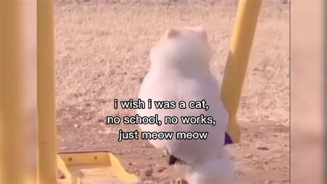I Wish I Was A Cat No School No Works Just Meow Meow Know Your Meme