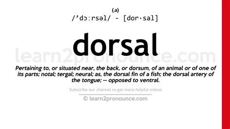 Pronunciation Of Dorsal Definition Of Dorsal Youtube