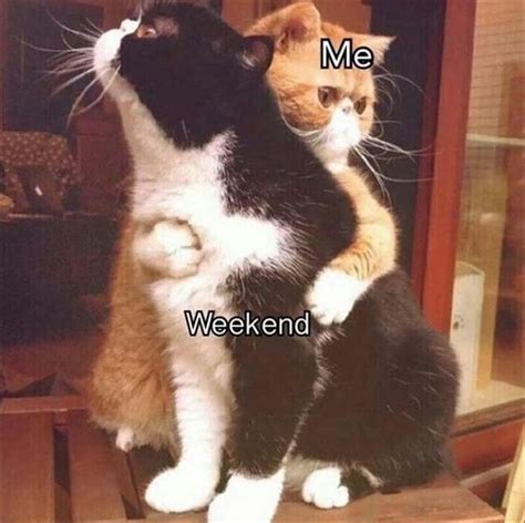 How We Feel About The Weekend Funny Animal Memes Funny Animal