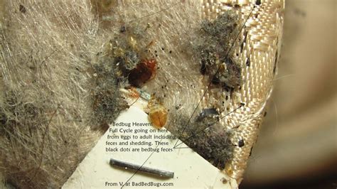 One of their favorite places to live is on your bedding, including fabric of your mattress. Distinguish Dust Mites from Bed Bugs | JDM Pest Control