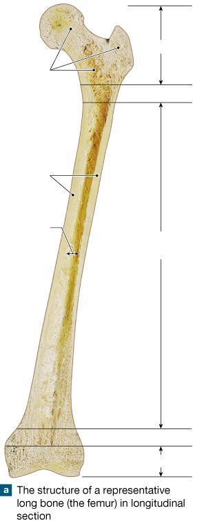 Long bones have a thick outside layer of compact bone and an inner medullary cavity containing bone marrow. 31 Label The Long Bone - Labels Database 2020