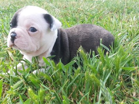 We are an all volunteer organization with over 50 years of history. North Texas Boston Terriers