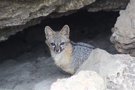 A Gray Fox In A Sinkhole Mendonoma Sightings