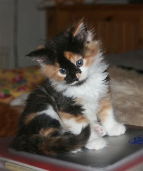 Pin On Calico Kittens