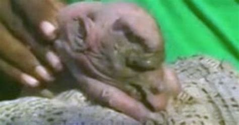 A Pig Gives Birth To An ‘elephant And People Worship It As Form Of