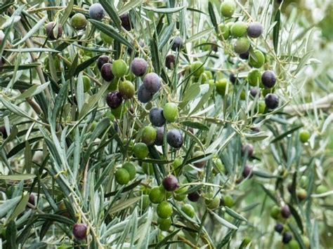 Planting And Growing Olive Tree Extensive Guide Plant Lexicon