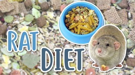Rat Diet 101 What Should You Feed Your Rats Youtube
