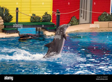 Dolphin show at Brookfield Zoo Stock Photo - Alamy