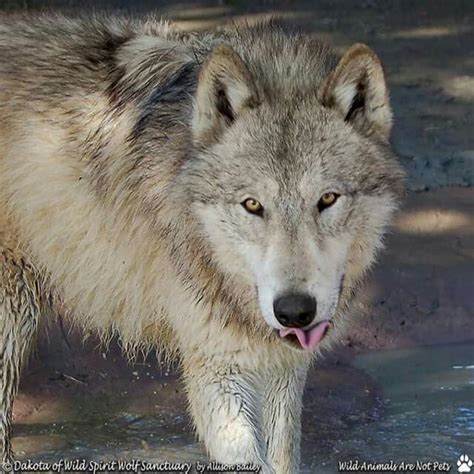 Pin Von Lori Berland Auf Favourite Wolves Kojote Fuchs Wolf
