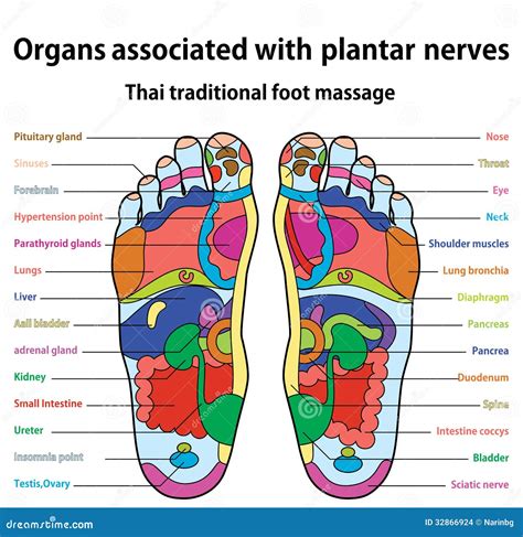 Foot Massage Stock Vector Illustration Of Relaxing Muscle 32866924