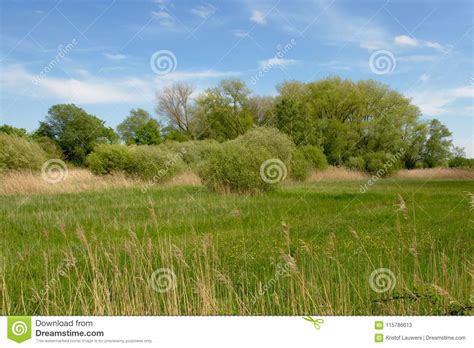 Lush Green Meadow With Reed And Forest In Bourgoyen Nature Reserve