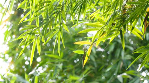 Chinas Flora Tour Bamboo Forests Cgtn