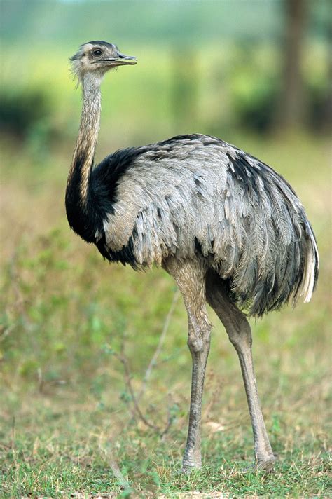 Rheas are the largest bird in South America. | Wild animals pictures